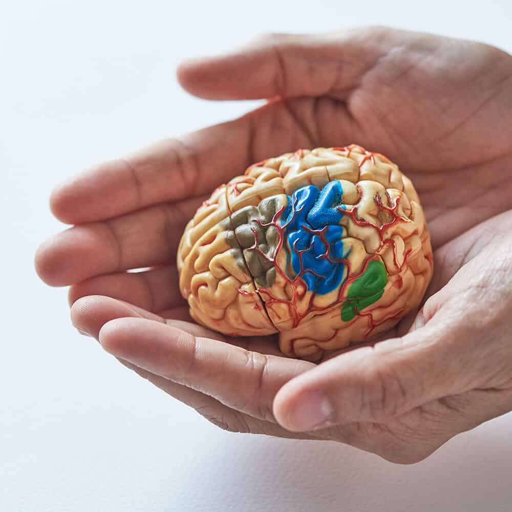 bigstock-Two-Hands-Holding-Brain-Model--25 1000px