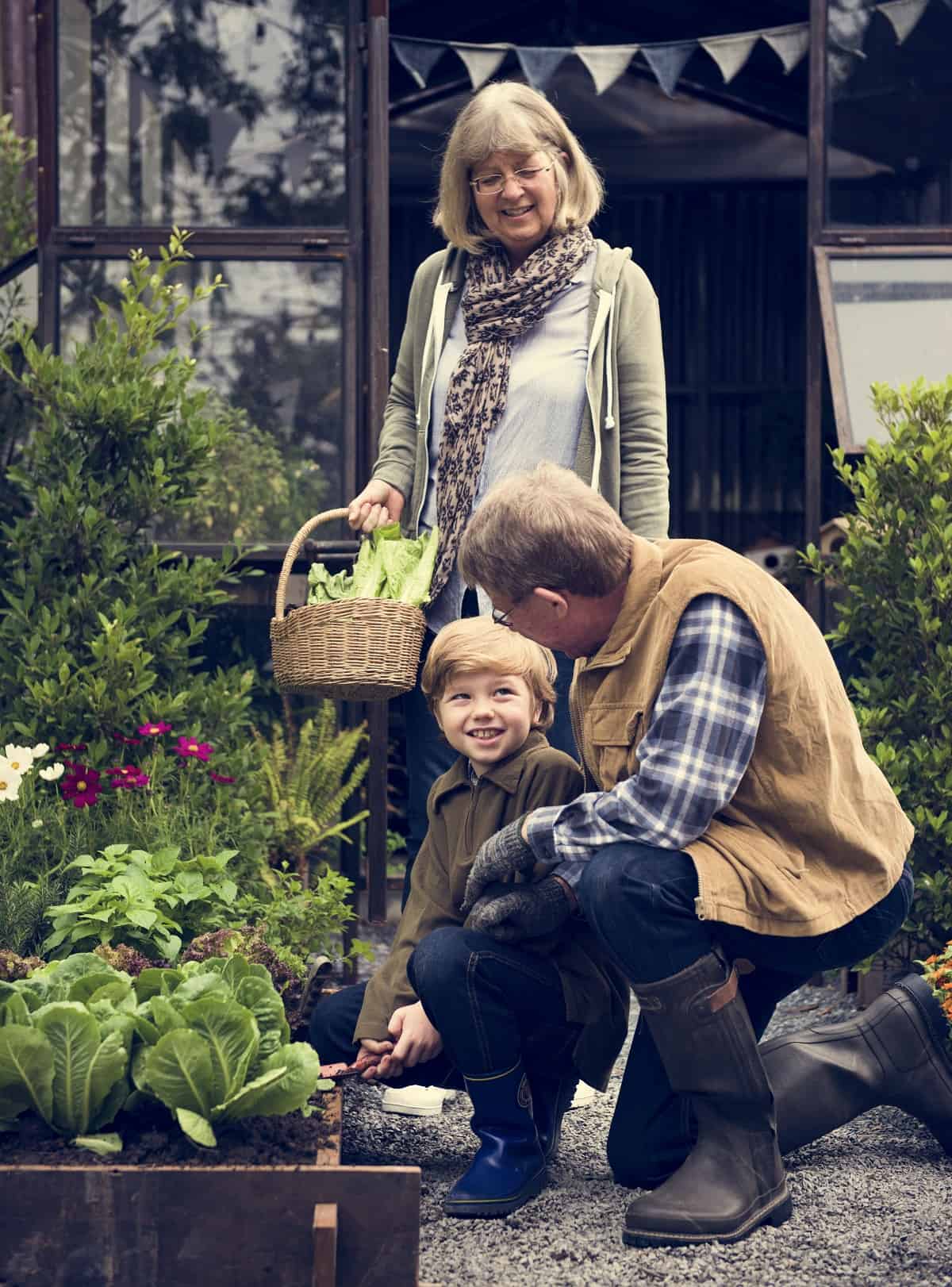 Grandparents and Grandson Pick Up Fresh Vegetable Together